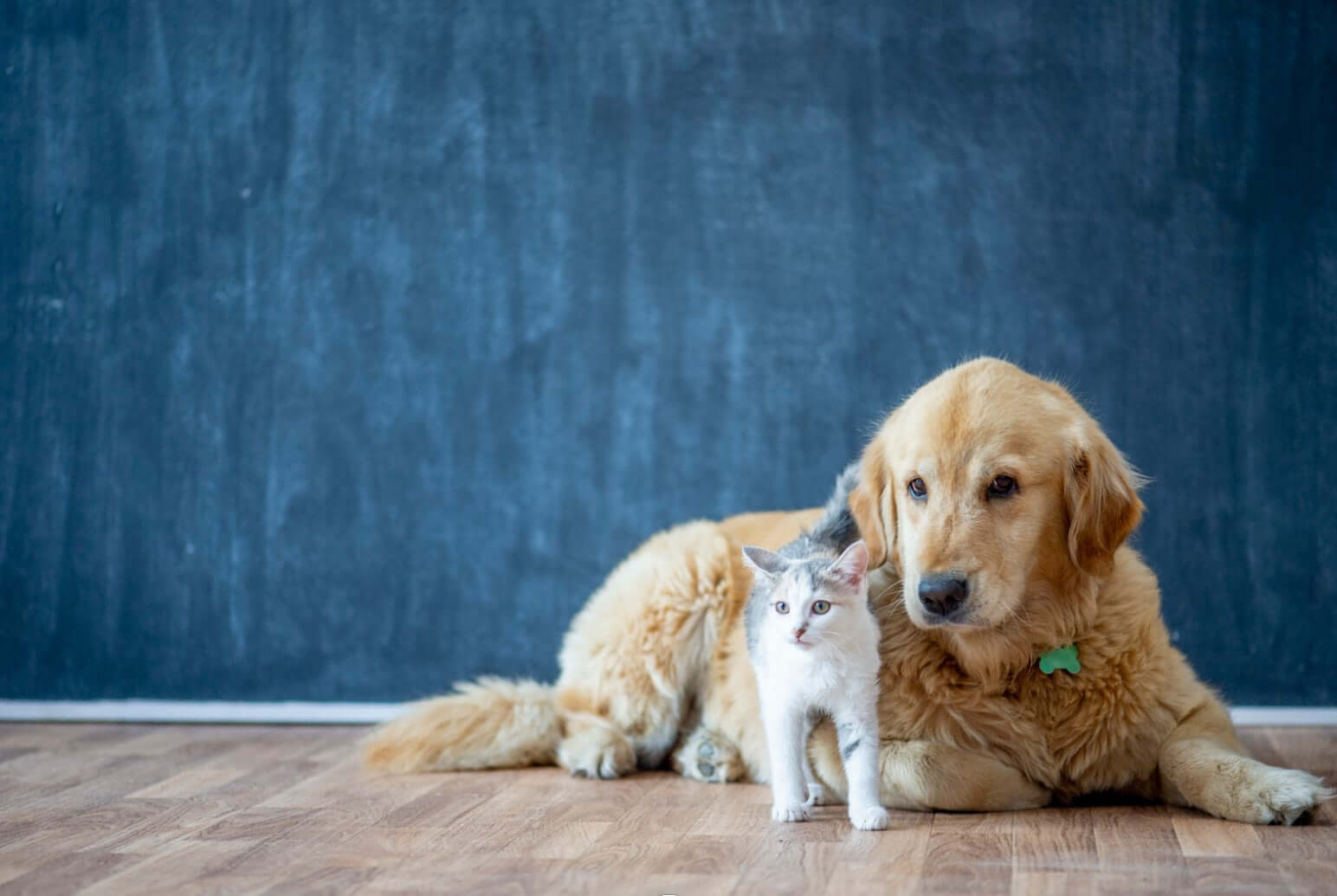 hund-und-katze-zusammen