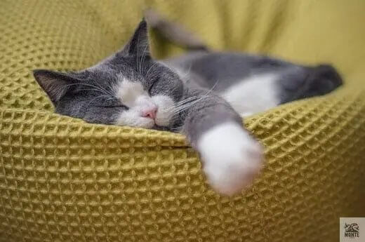 Der perfekte Rückzugsort für deine Samtpfote | Tipps von MONTE-PETS - MONTE-PETS