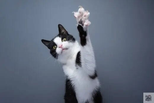 Kater zeigt Pfotenschutz für Katzen Tipps von MONTE-PETS mit erhobener Pfote.