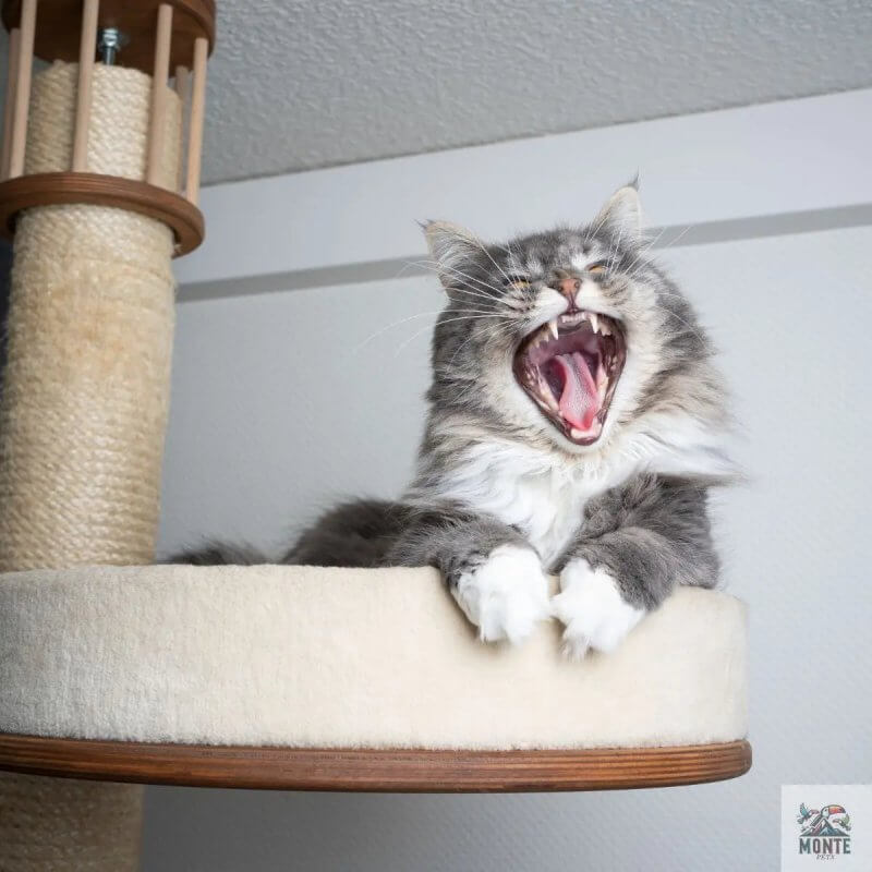 Ratgeber für Katzenkratzbäume | Tipps von MONTE-PETS - MONTE-PETS