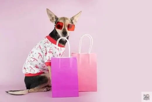Die richtige Auswahl an Hundekleidung | Tipps von MONTE-PETS - MONTE-PETS