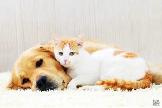 Hund und Katze zusammenführen - Wertvolle Tipps für eine harmonische Zusammenführung | Tipps von MONTE-PETS - MONTE-PETS