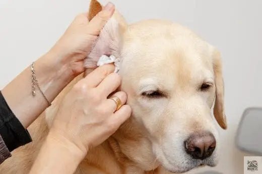Tipps für die Ohrenpflege bei Hunden | Tipps von MONTE-PETS - MONTE-PETS
