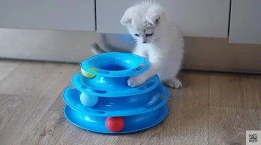 Intelligenzspielzeug für Katzen – Tipps für geistige Auslastung