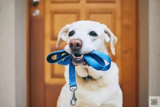 Warum die richtige Auswahl der Leine so wichtig ist | Tipps von MONTE-PETS - MONTE-PETS