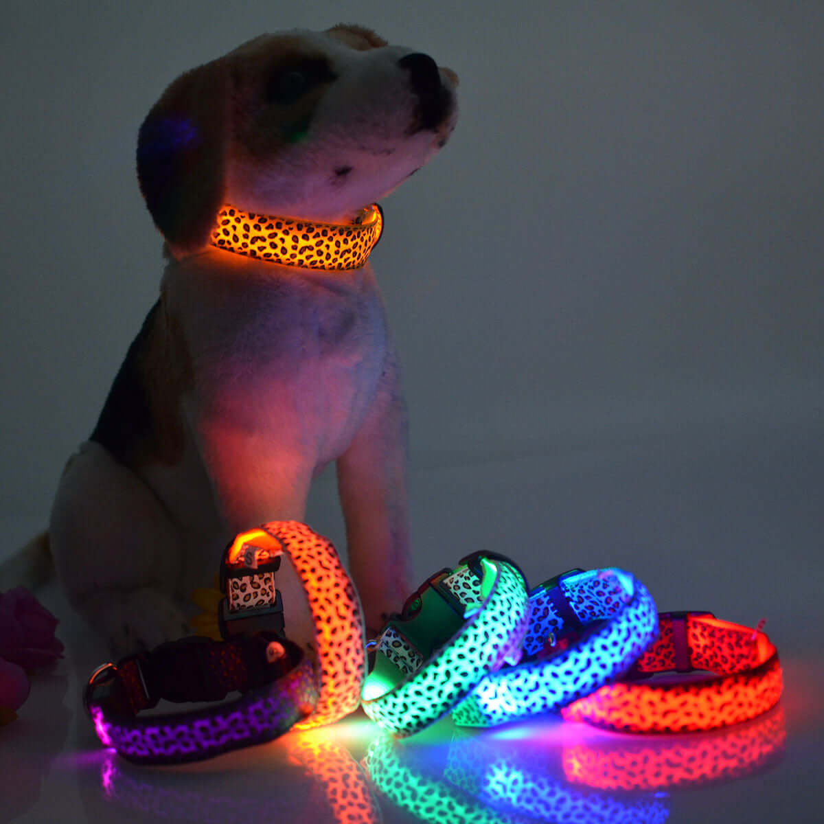 Rechargeable LED Dog Band 
