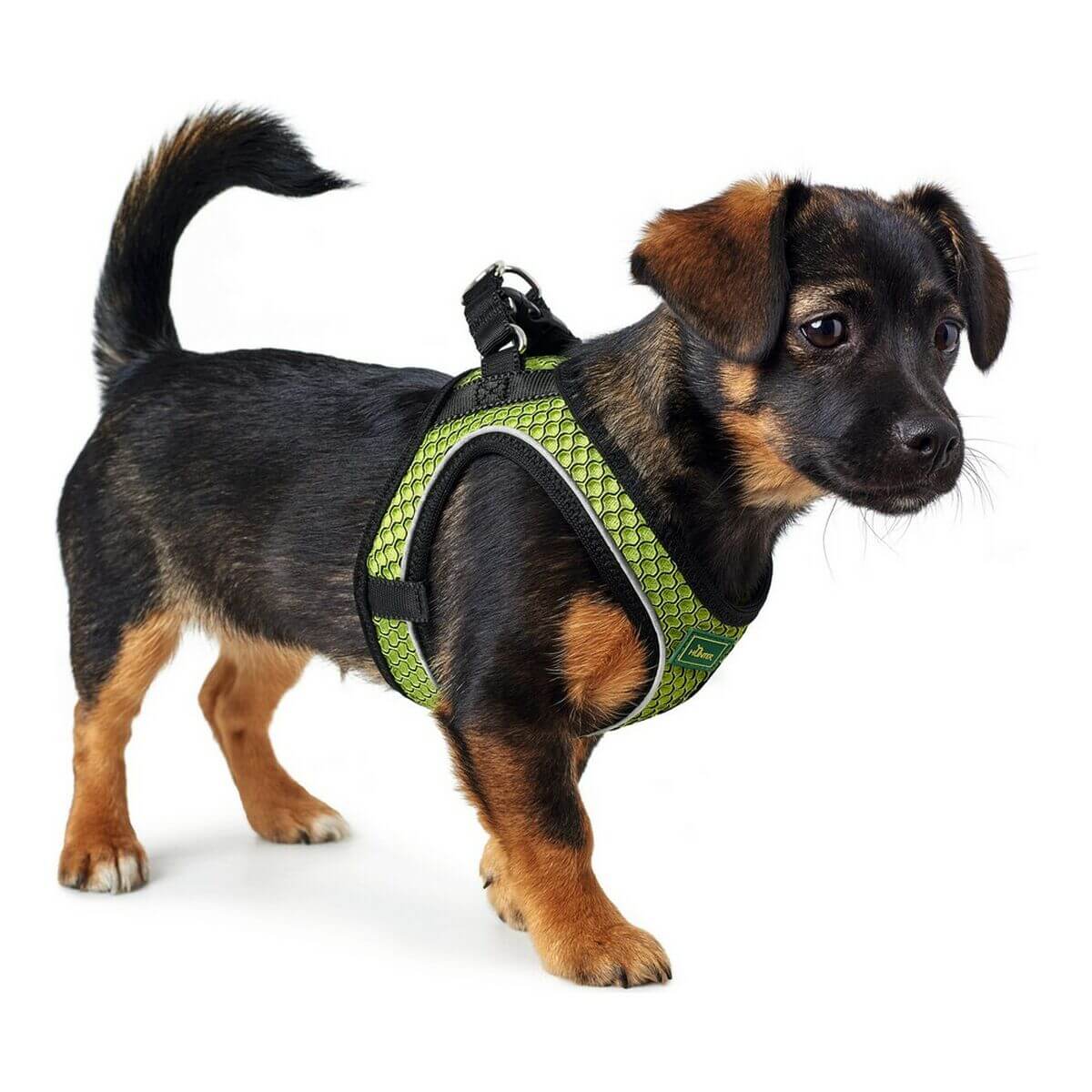 Hund mit Hundegeschirr Hunter Hilo-Comfort Neongrün XS für Komfort und Sicherheit.