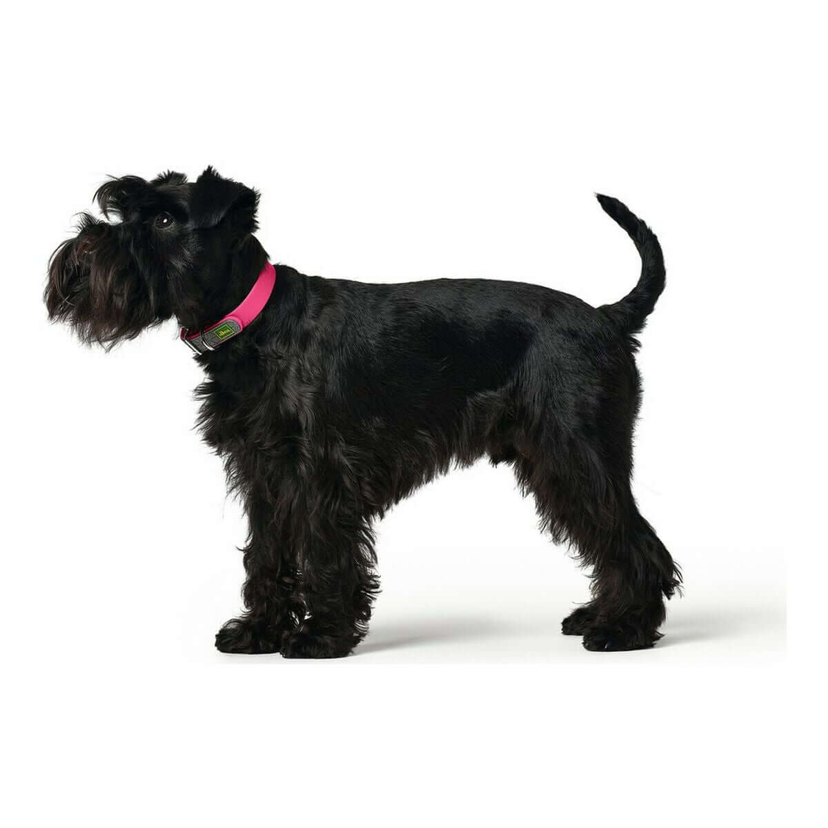 Hundehalsband Hunter Convenience Rosa an einem schwarzen Hund, ideal für Halsumfang 38-46 cm | MONTE PETS.