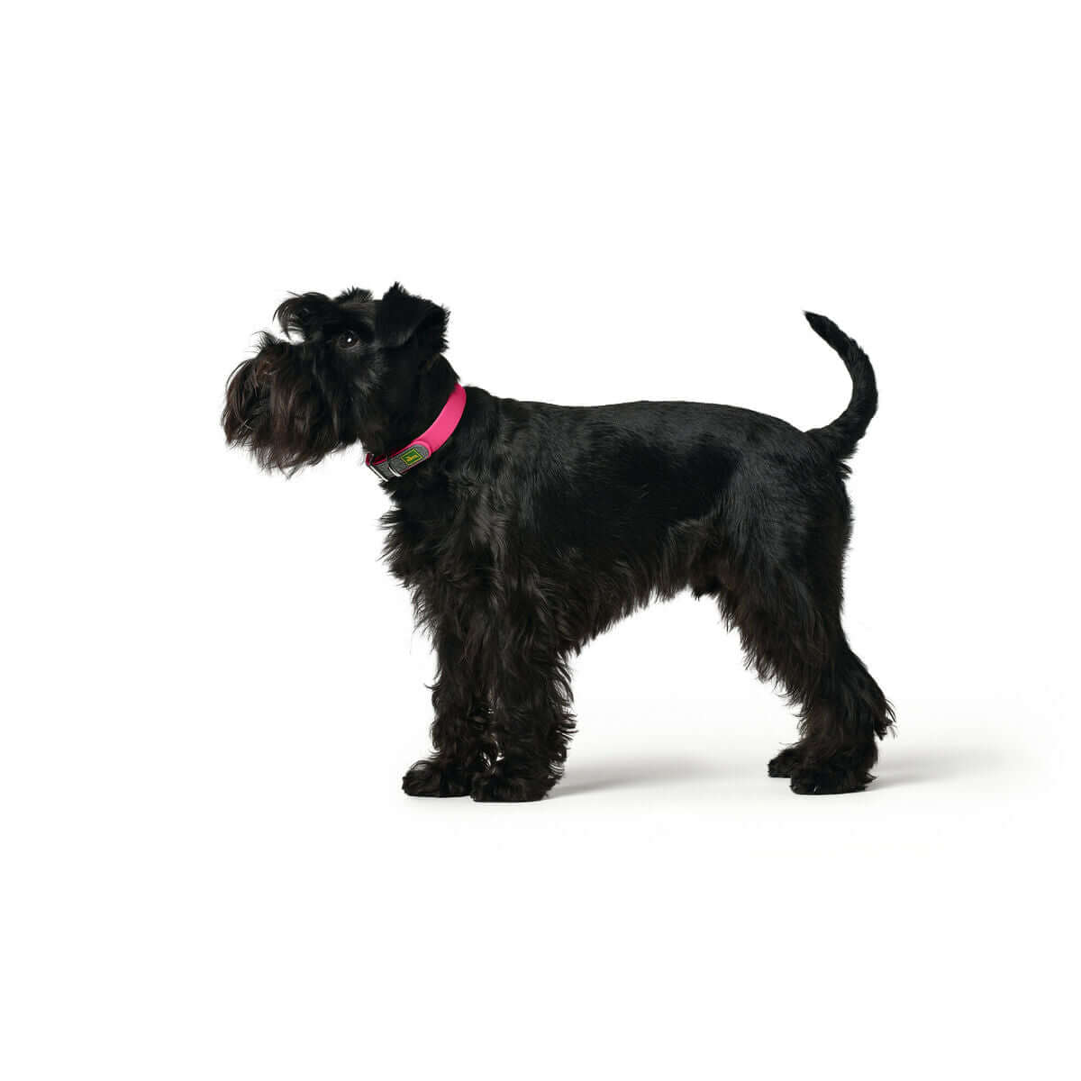 Hund mit Hundehalsband Hunter Convenience Pink 53-61 cm in Side-Ansicht, ideal für Sichtbarkeit und Stil.