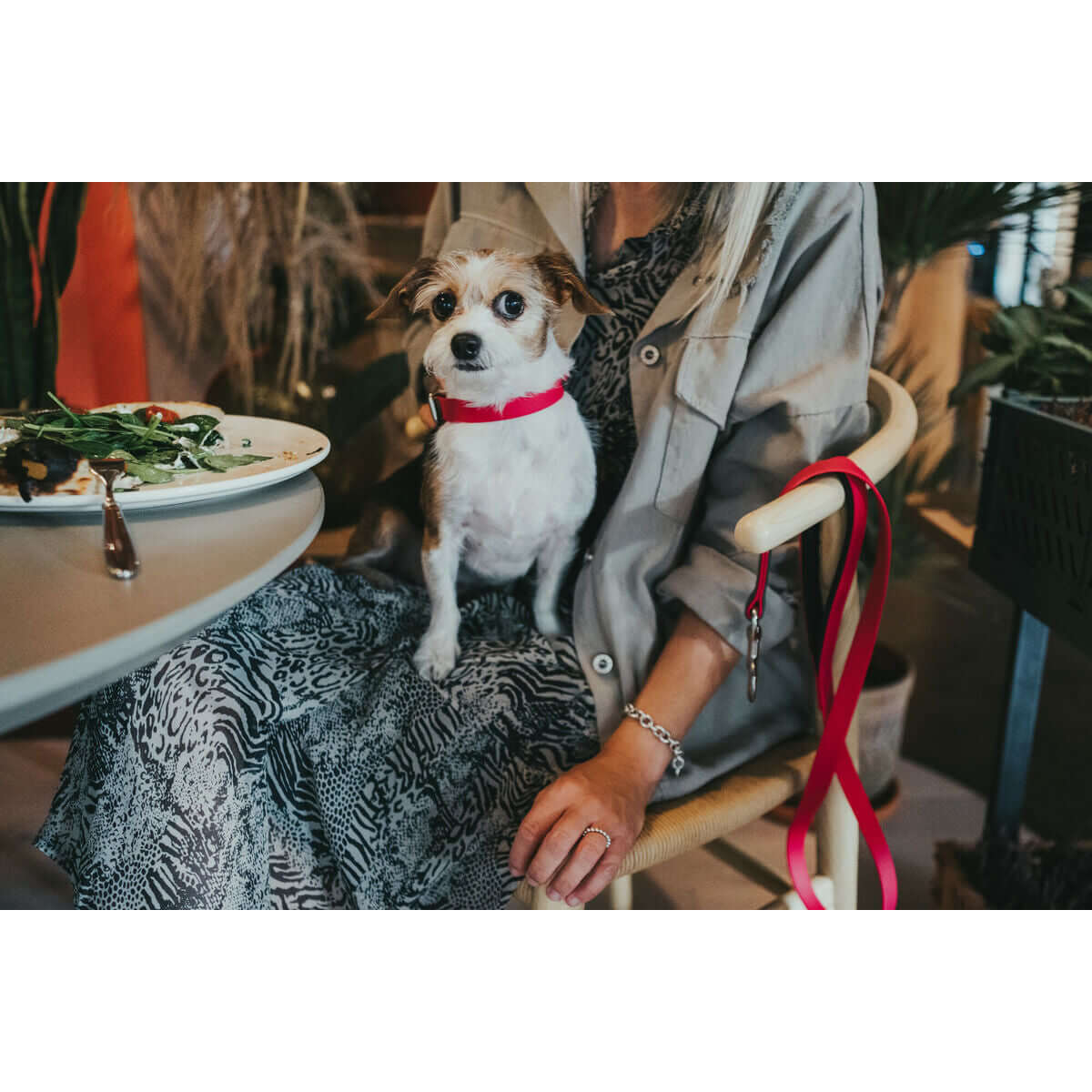 Hundehalsband Hunter Convenience Pink 53-61 cm an einem Hund, der auf dem Schoß einer Person sitzt.