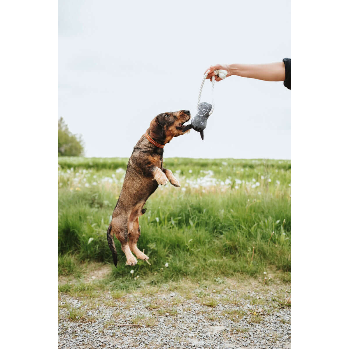 Hundespielzeug Hunter Kuh - Hund springt freudig mit Spielzeug in der Natur