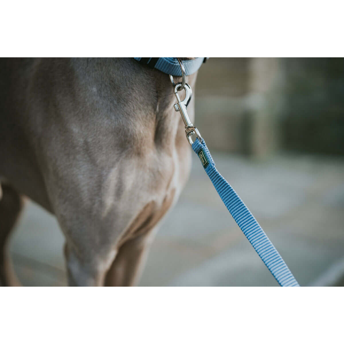 Hundeleine Hunter Blau 100 cm