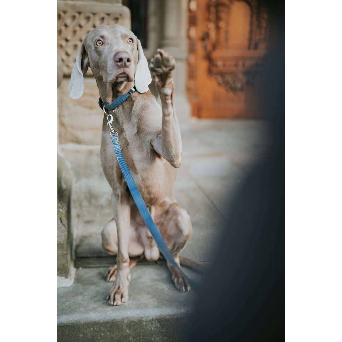 Hundeleine Hunter Blau 100 cm