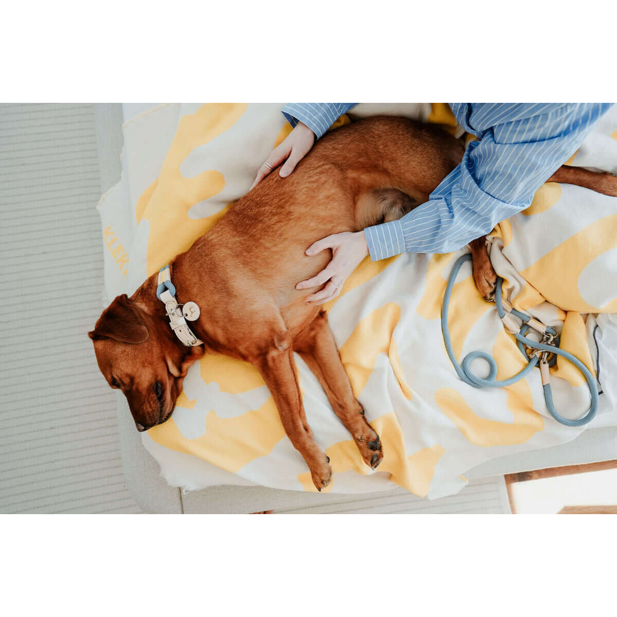 Hundehalsband Hunter MALIA Blau | MONTE PETS