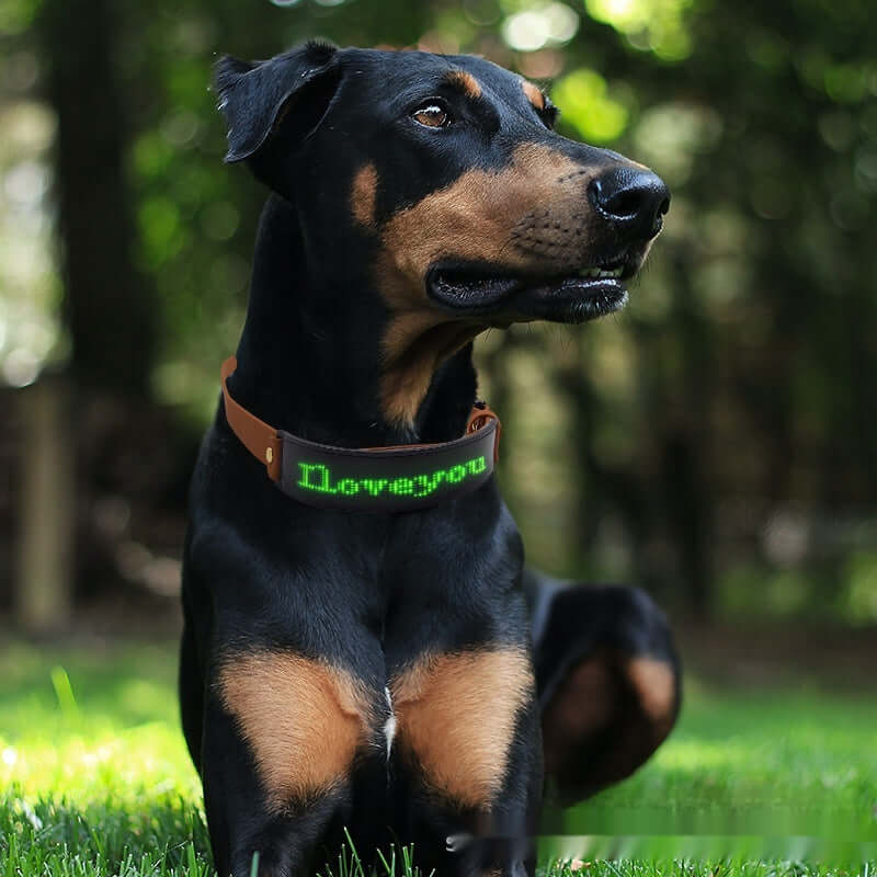 LED Halsband Display für Hunde, modernes Design und hohe Sichtbarkeit, robustes Leder, Hund im Freien.