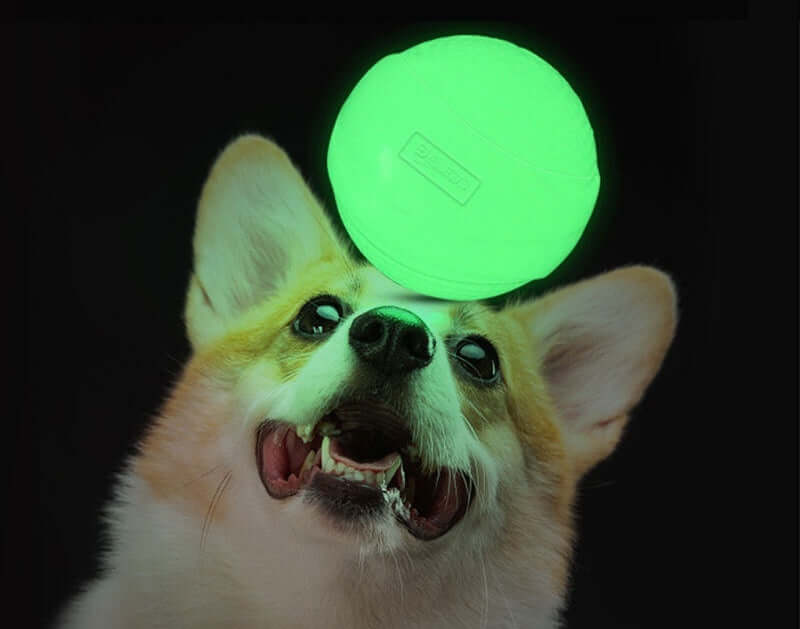 Leuchtender Hundeball über dem Kopf eines aufgeregten Hundes, ideal für Tag & Nacht Spiele.
