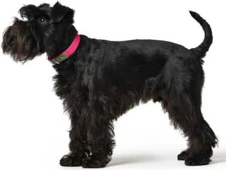 Hund mit Hundehalsband Hunter Convenience Rosa, Halsumfang 28-36 cm, zeigt Komfort und Stil.