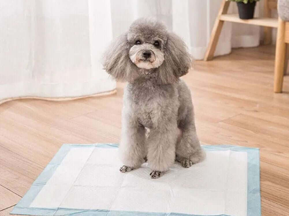 Dry & Clean – Saugstarke Welpenunterlagen für Stubenreinheit | MONTE PETS