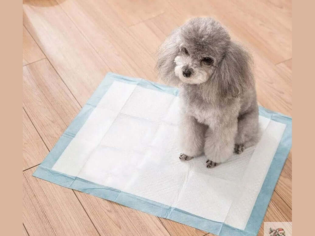 Dry & Clean – Saugstarke Welpenunterlagen für Stubenreinheit | MONTE PETS