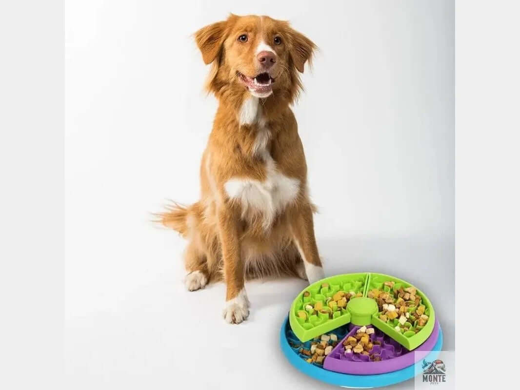 Think & Snack – Intelligenter Fressnapf für Hunde | MONTE PETS