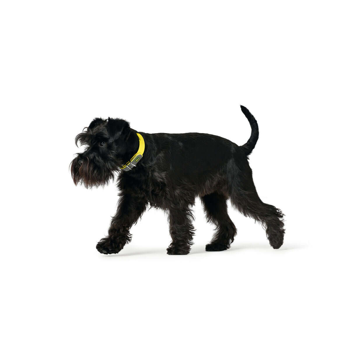 Hundehalsband Hunter Convenience Gelb am schwarzen Hund mit 47-55 cm Halsumfang, stilvoll und komfortabel.