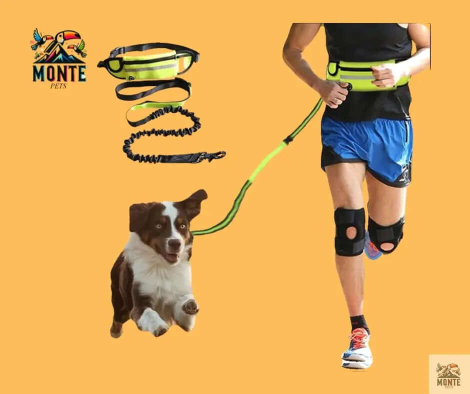 Hundeleine - Flexi-Freedom Hundesicherheit Blau 5m | MONTE PETS