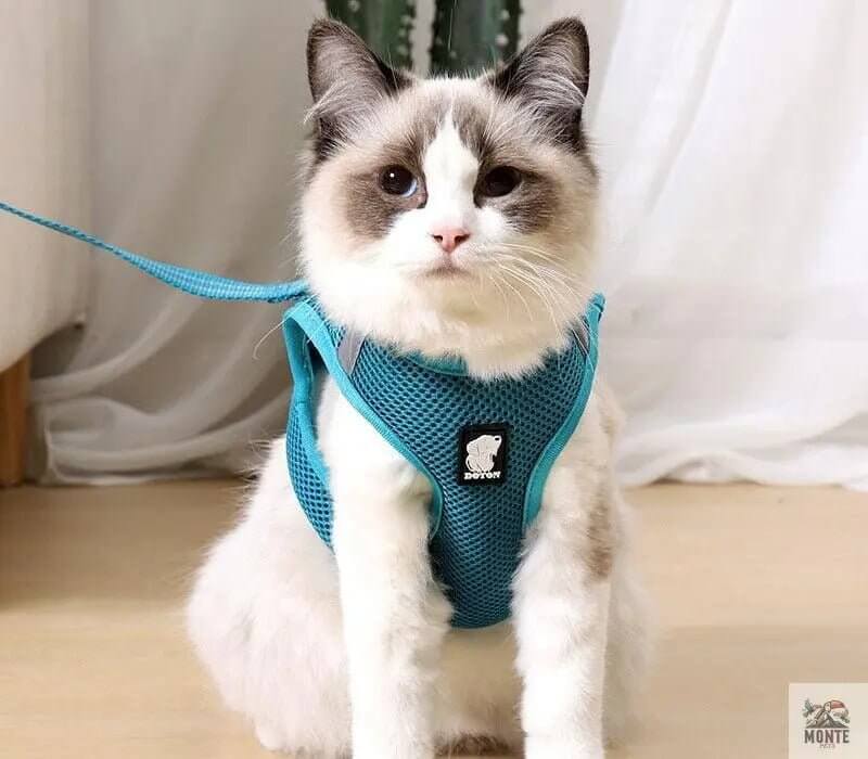 Dotty der Entdecker – Katzengeschirr mit Leine | MONTE PET