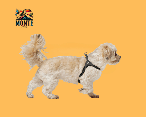 Hundegeschirr Hunter SOHO MINI Schwarz XS an einem kleinen Hund, der auf einem orangefarbenen Hintergrund steht.