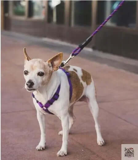 Robuste Hundeleine | MONTE PETS