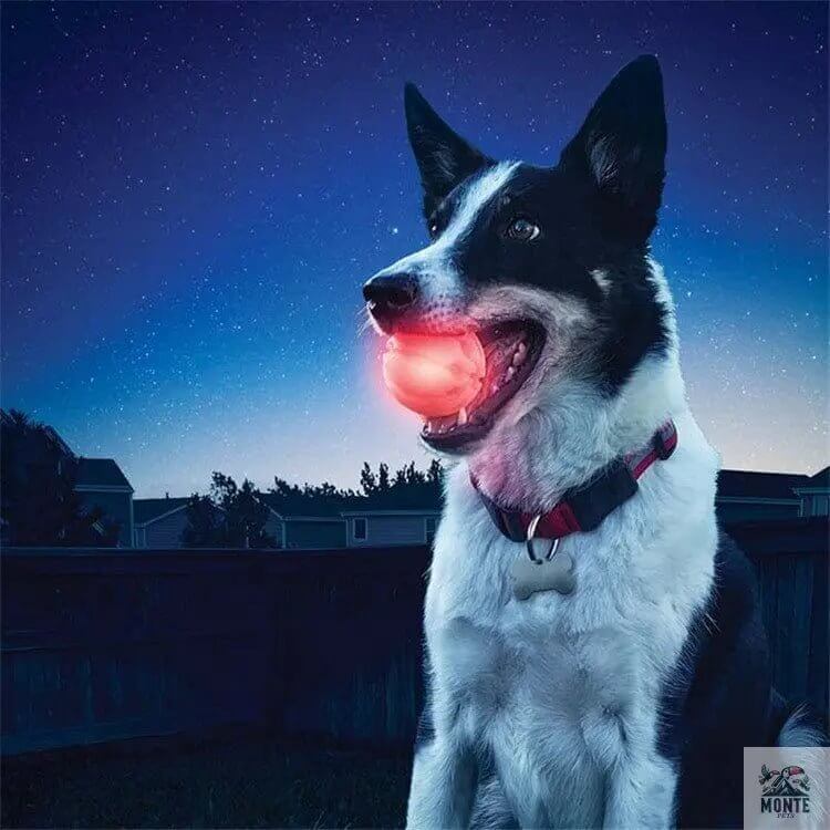 GlowBuddy – Leuchtball für Hunde in 3 Größen & 6 Farben | MONTE PETS