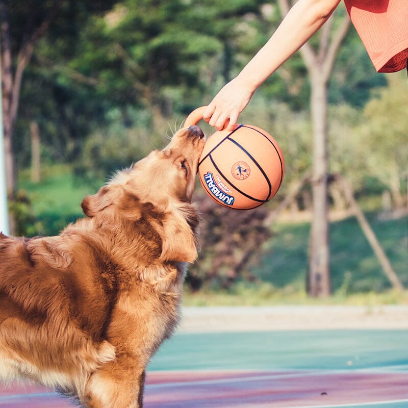 Hunde-Trainingsball - Jumball MONTE-PETS 