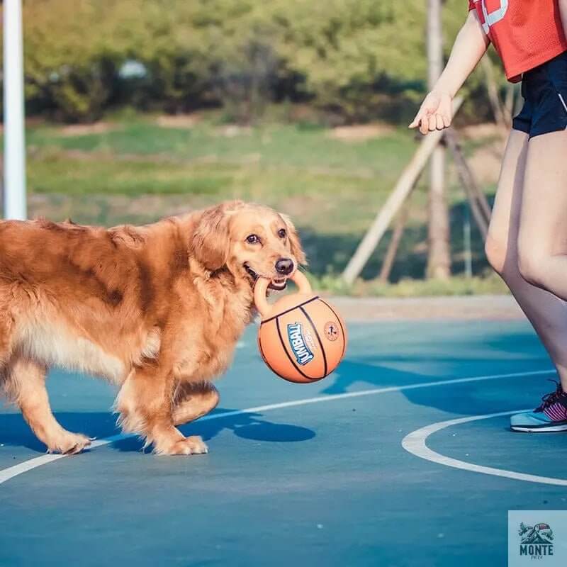 Jumball – Hundespielball mit Griff für Apportierspaß im XXL-Format | MONTE PETS