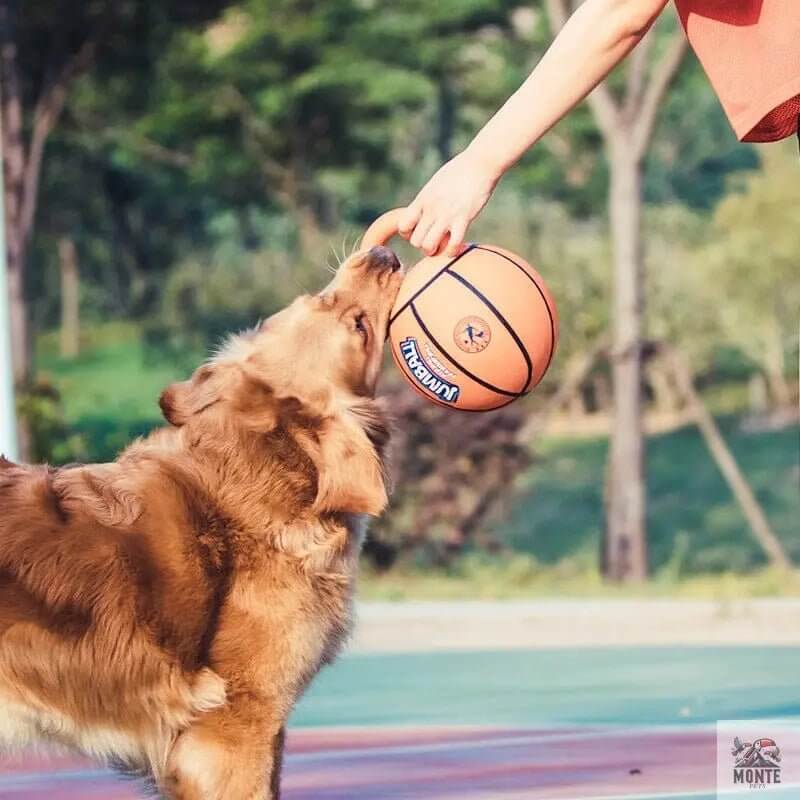 Jumball – Hundespielball mit Griff für Apportierspaß im XXL-Format | MONTE PETS