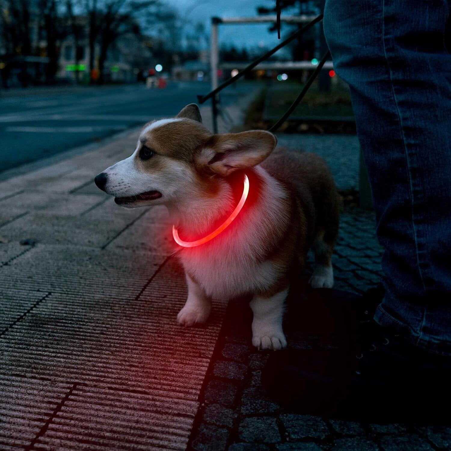 LED-Hundehalsband - GlowSafe-MONTE-PETS