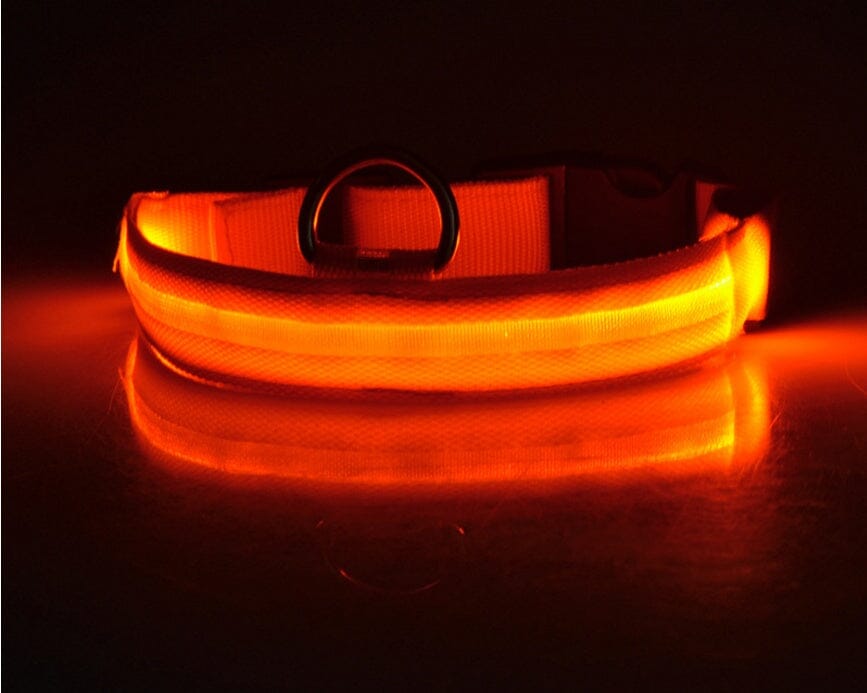 LED Hundehalsband | Sicher und stylisch bei Nacht-MONTE-PETS