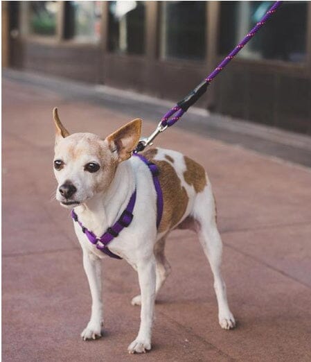 Small, medium and large dogs climbing ropes-MONTE-PETS